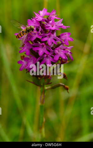 Hoverfly su una piramide Orchid su un prato a Luton, Bedfordshire, Regno Unito Foto Stock