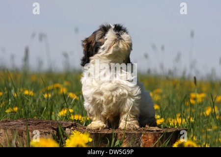 Shih Tzu cane cucciolo / seduto su un ceppo di albero in un prato Foto Stock