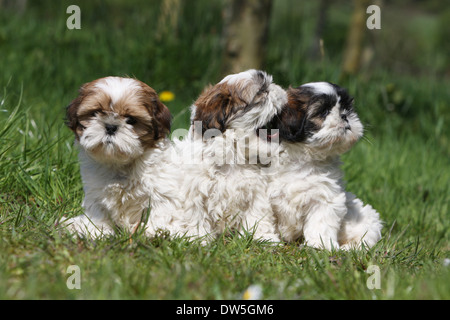 Shih Tzu cane / tre cuccioli seduti in un prato Foto Stock