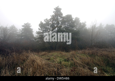 Il clima temperato di latifoglie foresta invernale in un giorno di nebbia Foto Stock