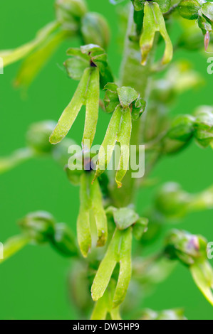 Twayblade comune, Renania settentrionale-Vestfalia, Germania (Listeria ovata) Foto Stock