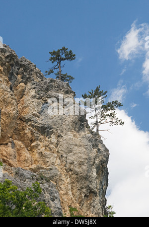 Due pini su un alta rupe, vista dal basso Foto Stock