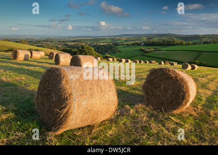 Balle di fieno in campi di rotolamento della metà nel Devon, in Inghilterra. In autunno (settembre 2012). Foto Stock