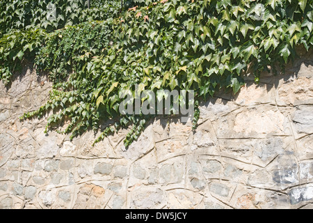 Edera verde che copre una parete in una giornata di sole Foto Stock