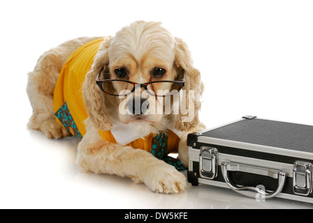 Cane da Lavoro - american cocker spaniel uomo d affari con valigetta su sfondo bianco Foto Stock