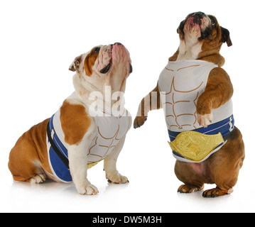 Forte cane - due Bulldog inglese indossare magliette di muscolo cercando Foto Stock