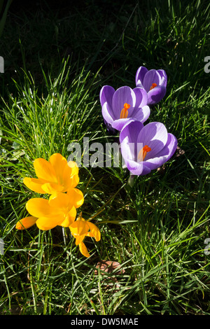 Crocus fiori in banchina orlo Foto Stock