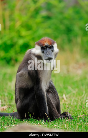 Mangabey a collare rosso-capped Mangabey o bianco-collare (Mangabey Cercocebus torquatus), maschio Foto Stock