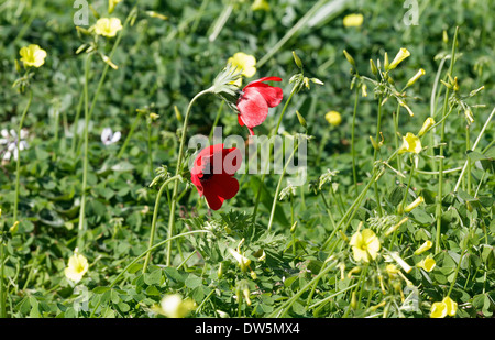 Anemoni sono nella natura closeup Foto Stock