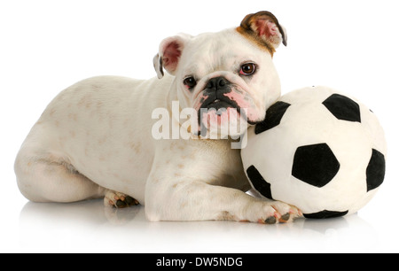 Giocoso cucciolo - Bulldog inglese giocando con il pallone da calcio con la riflessione su sfondo bianco Foto Stock