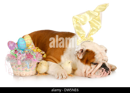 Tempo di Pasqua - Bulldog inglese indossando orecchie di coniglietto posa accanto al cesto di pasqua con pulcini Foto Stock