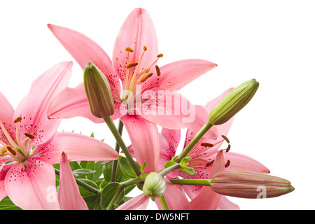 Gigli, fiori di colore rosa isolato su uno sfondo bianco Foto Stock