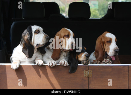 Cane Basset Hound / quattro adulti nel bagagliaio della vettura Foto Stock