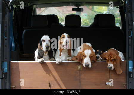 Cane Basset Hound / quattro adulti nel bagagliaio della vettura Foto Stock