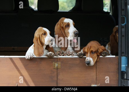 Cane Basset Hound / quattro adulti nel bagagliaio della vettura Foto Stock