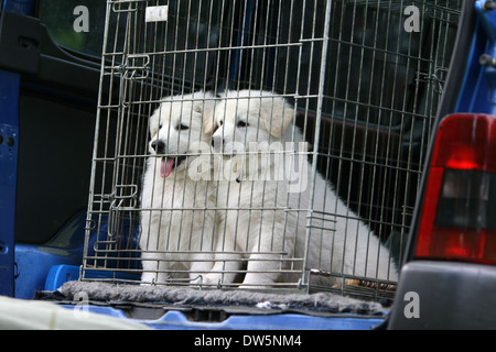 Pastore Svizzero bianco / cane Berger blanc suisse / due cuccioli che viaggiano in una gabbia nel bagagliaio della vettura Foto Stock