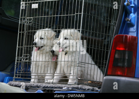 Pastore Svizzero bianco / cane Berger blanc suisse / cuccioli che viaggiano in una gabbia nel bagagliaio della vettura Foto Stock