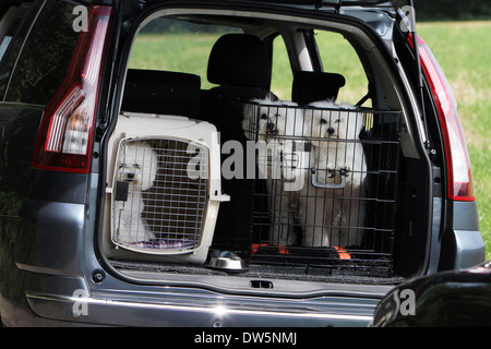 Cane Bichon Frise / tre adulti che viaggiano in gabbie nel bagagliaio della vettura Foto Stock