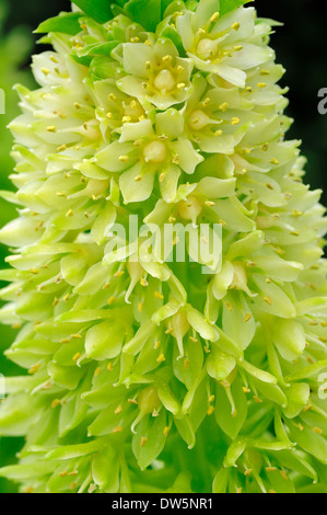 Fiore di ananas o ananas Lily (Eucomis bicolor) Foto Stock