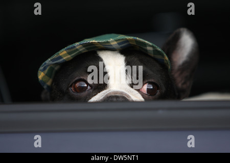 Cane bulldog francese Bouledogue / Français / adulti guardando fuori della finestra auto Foto Stock