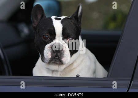 Cane bulldog francese Bouledogue / Français / adulti guardando fuori della finestra auto Foto Stock