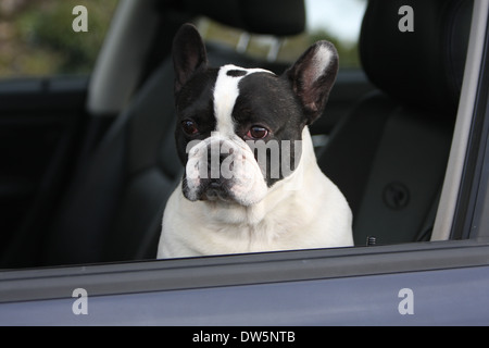 Cane bulldog francese Bouledogue / Français / adulti guardando fuori della finestra auto Foto Stock