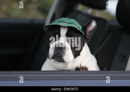 Cane bulldog francese Bouledogue / Français / adulti guardando fuori della finestra auto Foto Stock