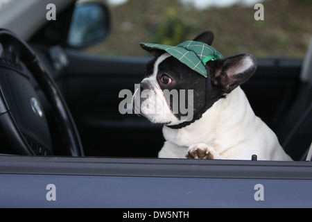 Cane bulldog francese Bouledogue / Français / adulti guardando fuori della finestra auto Foto Stock