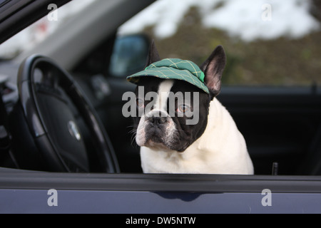 Cane bulldog francese Bouledogue / Français / adulti guardando fuori della finestra auto Foto Stock