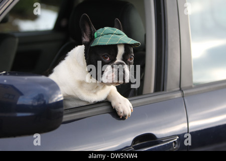 Cane bulldog francese Bouledogue / Français / adulti guardando fuori della finestra auto Foto Stock