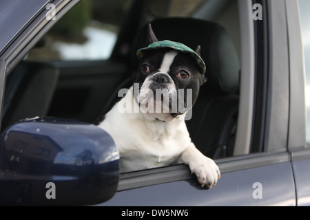 Cane bulldog francese Bouledogue / Français / adulti guardando fuori della finestra auto Foto Stock