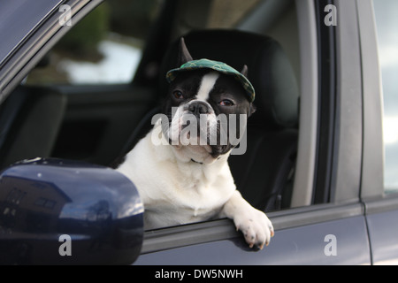 Cane bulldog francese Bouledogue / Français / adulti guardando fuori della finestra auto Foto Stock