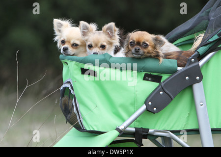 Cane Chihuahua / alcuni adulti in un passeggino per cane Foto Stock