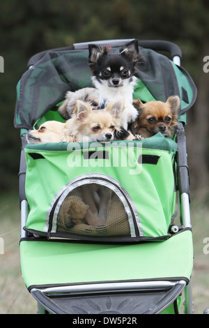 Cane Chihuahua / alcuni adulti in un passeggino per cane Foto Stock