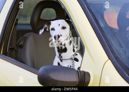 /Cane dalmata Dalmatiner / / Dalmatien / adulti guardando fuori della finestra auto Foto Stock