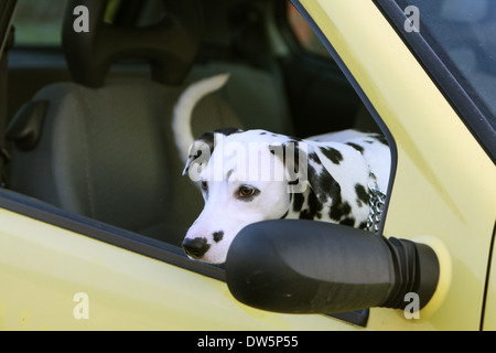 /Cane dalmata Dalmatiner / / Dalmatien / adulti guardando fuori della finestra auto Foto Stock