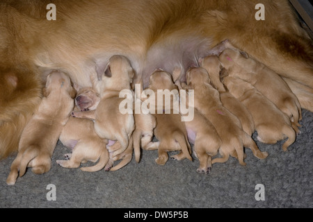 Il golden retriever, una settimana di età, cuccioli, allattamento, madre, la felicità, la contentezza Foto Stock