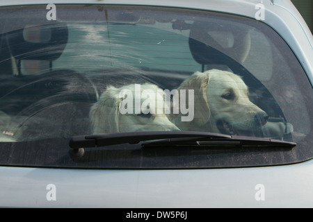 Cane Golden Retriever / due adulti in una vettura a guardare fuori dalla finestra Foto Stock