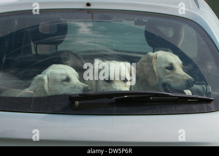 Cane Golden Retriever / tre adulti in una vettura a guardare fuori dalla finestra Foto Stock