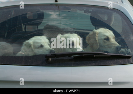 Cane Golden Retriever / tre adulti in una vettura a guardare fuori dalla finestra Foto Stock