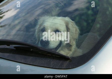 Cane Golden Retriever / adulti in una vettura a guardare fuori dalla finestra Foto Stock