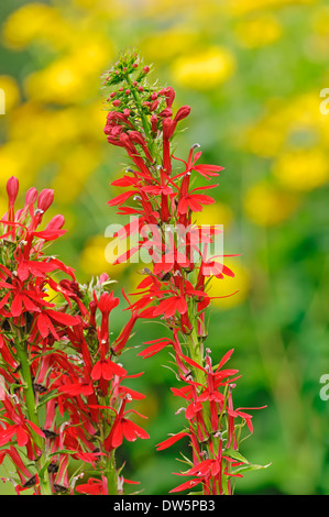 Il Cardinale Fiore (Lobelia cardinalis, Lobelia fulgens) Foto Stock