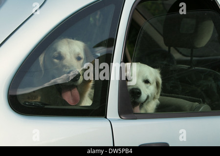 Cane Golden Retriever / due adulti in una vettura a guardare fuori dalla finestra Foto Stock