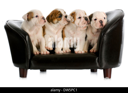 Cucciolata di Bulldog inglese cuccioli seduti su un lettino di cane con la riflessione su sfondo bianco Foto Stock