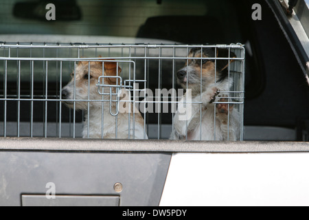 Cane Jack Russel Terrier wirehaired / due adulti che viaggiano in una gabbia nel bagagliaio della vettura Foto Stock