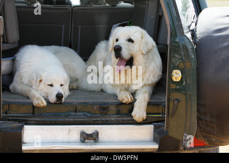 Cane di Tatra polacchi Sheepdog / Tatra Mountain Sheepdog / Podhale / adulti e giovani giacente nel bagagliaio della vettura Foto Stock