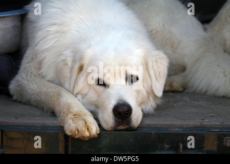 Cane di Tatra polacchi Sheepdog / Tatra Mountain Sheepdog / Podhale / adulti nel bagagliaio della vettura Foto Stock