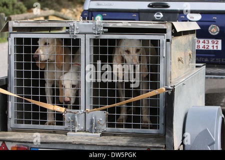 Cane Porcelaine / tre adulti che viaggiano in un rimorchio per auto Foto Stock