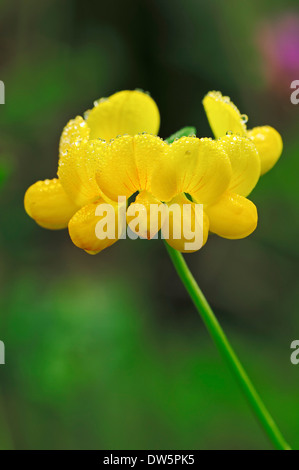 Trifoglio Birdsfoot o Birdfoot Deervetch (Lotus corniculatus), Nord Reno-Westfalia, Germania Foto Stock