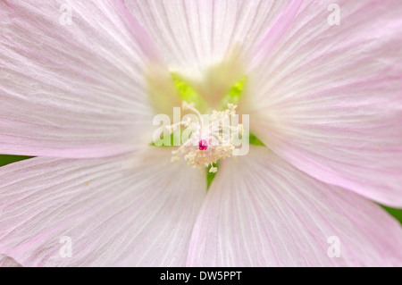 Hollyhock malva, maggiore Musk-Mallow, cut-lasciarono la Malva o Vervain Mallow (Malva alcea), Nord Reno-Westfalia, Germania Foto Stock